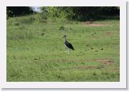 08AkageraAllDayGameDrive - 031 * Marabou Stork.